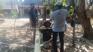 YOUTUBER KENENGOREJO SELALU PEKERJA KERAS BUAT PANJAT PINANG [upl. by Atinihc]