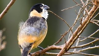 RUSTYCOLLARED SEEDEATER singing Free birda in nature SPOROPHILA COLLARIS COLEIRODOBREJO [upl. by Yehudi]