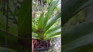 Anggrek Super Koleksi🥰🤗 orchid anggrekonline [upl. by Ahsitahs]