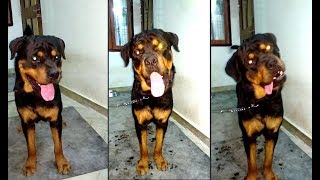 9 Months Old Rottweiler Barking  Scary and Funny  Bolt [upl. by Lahpos]