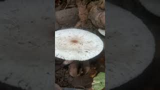 Onion stalked parasol fungi mushroom [upl. by Erdua]