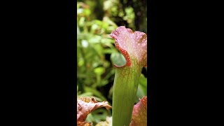 Vleesetende planten voor de vijveroever [upl. by Nosyrb]