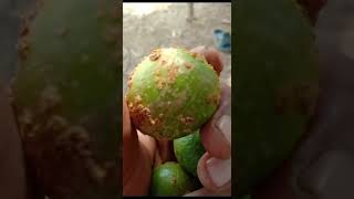 Citrus canker disease caused by Xanthomonas citri citrusdiseases citrus citruscanker [upl. by Hallagan]