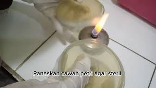 PROSEDUR UJI BAKTERI TPC SWAB UDARA [upl. by Vories]