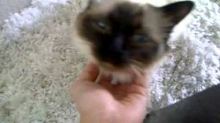 my Birman cat loves attention [upl. by Nnylacissej736]