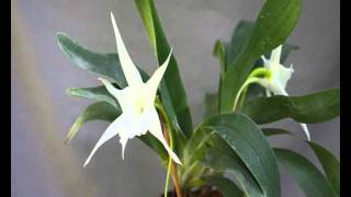 Angraecum sesquipedale var angustifoliumwmv [upl. by Acsirp200]