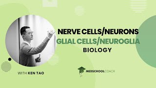 Glial Cells and Neuroglia [upl. by Sualk402]