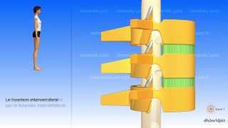 La colonne vertébrale simplifiée et la vertèbre type [upl. by Wenda]