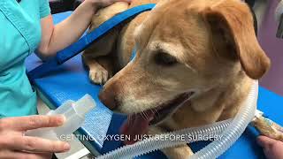 Penny a Labrador with laryngeal paralysis [upl. by Anaig]