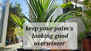 Palms overwintering trouble [upl. by Nylitsirk]