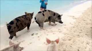 The Sailing Rode 3  Swimming Pigs at Big Major Cay Exumas Bahamas [upl. by Ahen927]