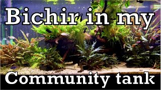 Bichir in my community tank [upl. by Oynotna]