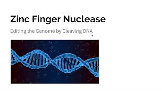 Zinc Finger Nucleases ZFNs [upl. by Abshier]