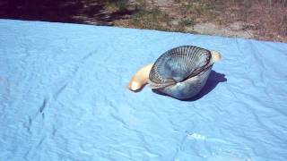 Cockle Clam licking the table [upl. by Llenhoj766]