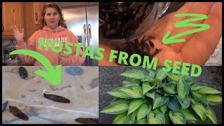 How to Grow Hostas From Seed Indoors Using Collected Hosta Seeds Seedlings [upl. by Asum]