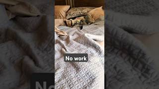 The boss cat smiles in his dream😂 catlife shortsvideo funny cutecat catlover [upl. by Ryder121]