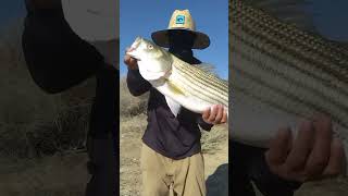 15lb Central Valley Aqueduct Striper aqueduct california [upl. by Avilys]