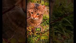 5 MindBlowing Facts About Cats You Never Knew [upl. by Sivrup]