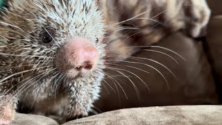 Prehensile tailed porcupine [upl. by Ealasaid]