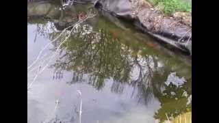 Goldfische im Teich beim Laichen Teil 3 [upl. by Mooney]