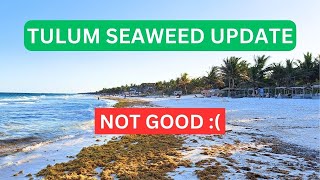 TULUM Seaweed Update  HOTEL ZONE  MARCH 30 2024 seaweed sargassum tulum caribbean sargazo [upl. by Ecydnak]