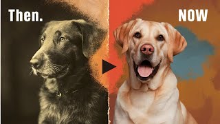 Dog breeds now and then [upl. by Aleron]