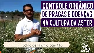 Aster Conheça o Controle Orgânico de Pragas e Doenças nesta Flor 2019 [upl. by Sabrina]