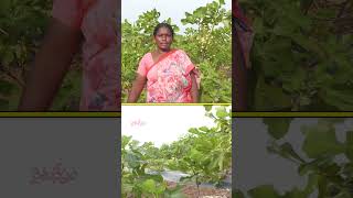 అంజీర తోట ఒక్కో చెట్టుకి 40 కిలోలు anjeer farming raitunestham dryfruits [upl. by February]