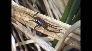 Dolomedes fimbriatus lovčík vodní [upl. by Tennies]