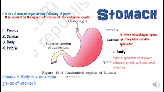 digestion7 stomach castles intrinsic factorachlorhydriaposition of gastric cells NEETAIIMSMDCAT [upl. by Eatnad565]