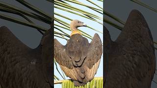 Vulture 😍👀🐓🥚🌀❤️ ❣️ birds kozhi saranfarm rarespecies salem lake vultures [upl. by Ravaj]