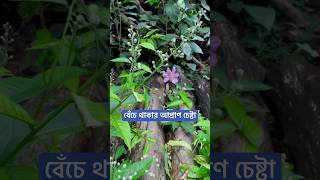 বেঁচে থাকার আপ্রাণ চেষ্টা [upl. by Aninay]