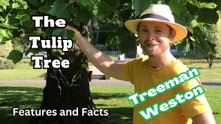 TulipTree Identification Liriodendron tulipifera Features and Facts [upl. by Gnut]