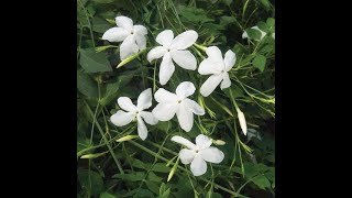 776  Grow amp care Chameli Jasmine Grandiflora Royal Jasmine Janti Spanish or Italian Jaismine [upl. by Ikairik]