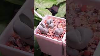 Lapidaria Margaretae🌺  Мои сеянцы🌱 succulent succulents plants flowers cactus [upl. by Candida]