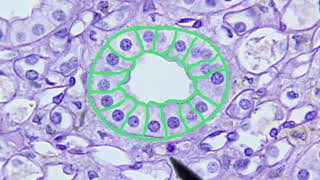 Epithelial Tissue Identification Video [upl. by Grosvenor174]