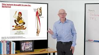 Biomechanics of Movement  Muscle of the Day Sartorius [upl. by Rola]