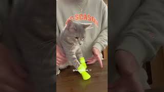 Funny pets  2024 🤣 Funny cats videos 😸 😊22 [upl. by Nnylsoj]