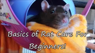 Basics Of Rat Care For Beginners Part 1 Watch part 2 [upl. by Phaih659]