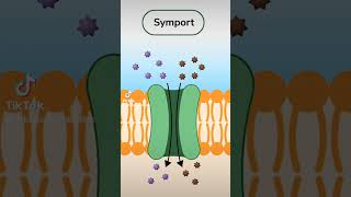 Uniport Symport amp Antiport einfach erklärt biologie membran lernen [upl. by Hutchins]