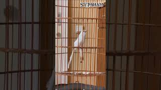 MURAI ALBINO muraibatu birds burung kicaumania [upl. by Anerbes]