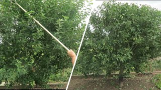 Summer Pruning Apple Tree Cutting Out Spent Raspberry canes [upl. by Odranar90]