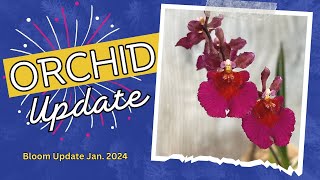 Orchid Bloom UpdateJan 2024 [upl. by Auguste672]