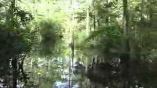 Airboats in the Everglades [upl. by Balcke853]