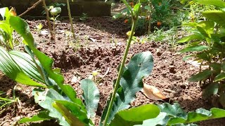 ആനച്ചുവടിElephants FootBulls tonguePrickly leaved elephants foot herbs kerala gardening [upl. by Crisey734]