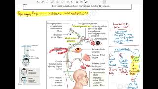 Topodiagnostic tests for localization of facial nerve lesions  Course of facial nerve  Anatomy [upl. by Nilak]