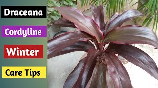 Draceana CordylineDraceana Mahatma plant care tips [upl. by Anawit]