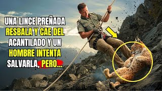 Hombre intenta salvar una lince preñada en un ACANTILADO y lo que ella hace a cambio es IMPENSABLE [upl. by Vig]