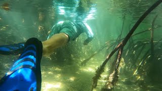 Exploring Biscayne Bay’s Natural Catacombs [upl. by Lesser]