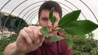 How to Propagate Rhododendrons with a Nearing Frame Taking Cuttings in the Hoop House [upl. by Fosdick]